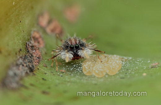 An ultra rare spider genus Neobrettus